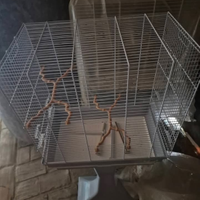 Gabbia Pappagalli Nuova