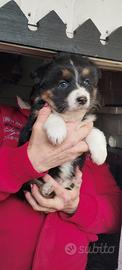 Cuccioli pastori Australian Shepherd