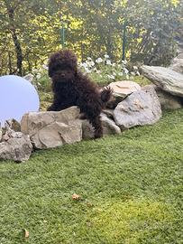 Cucciolo di barboncino