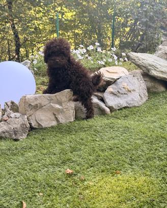Cucciolo di barboncino