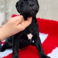 Cuccioli staffy