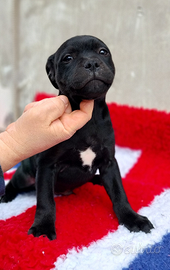 Cuccioli staffy