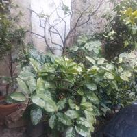 giardinaggio
