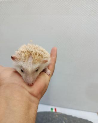 Cuccioli di ricci africani