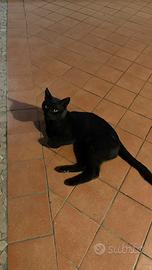 Gatto Bombay