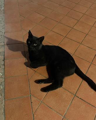 Gatto Bombay