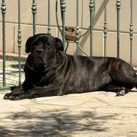 Cane corso americano