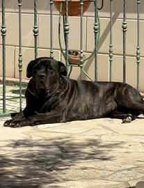 Cane corso americano