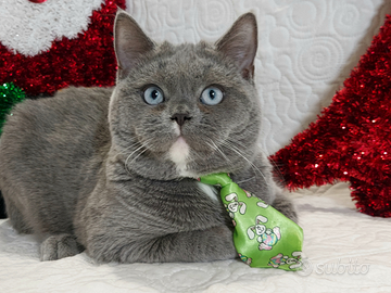 Scottish Straight Merlin