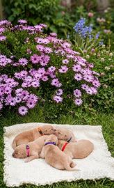 Cucciole stupende Golden retriever