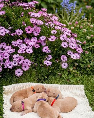 Cucciole stupende Golden retriever