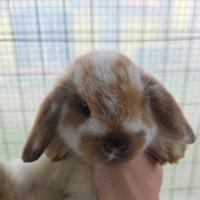 Coniglio ariete cucciolo