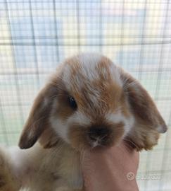 Coniglio ariete cucciolo