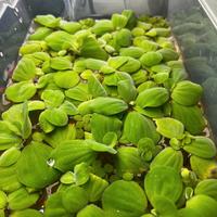 Pistia Stratiotes