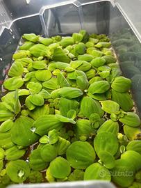 Pistia Stratiotes