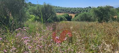 AGRICOLO - Benevento