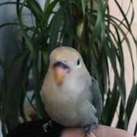 Inseparabili roseicollis