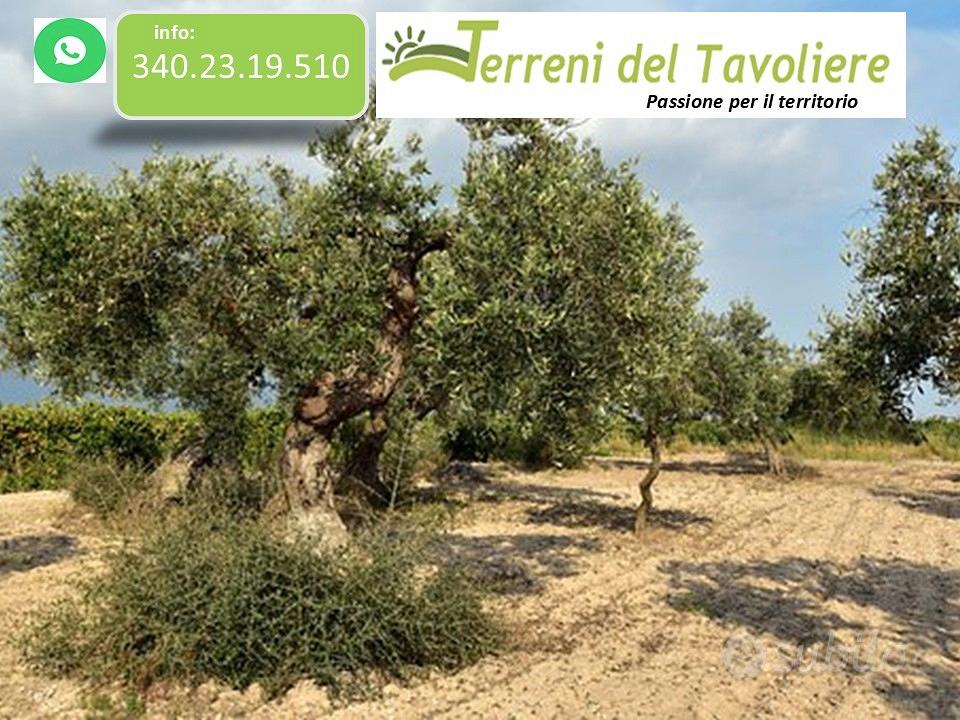 Uliveto con Seminativo 12.000 mq San Severo - Vista 5