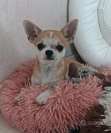 Cucciolo chihuahua maschio con pedigree