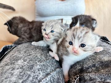 Cuccioli di Scottish fold e straight