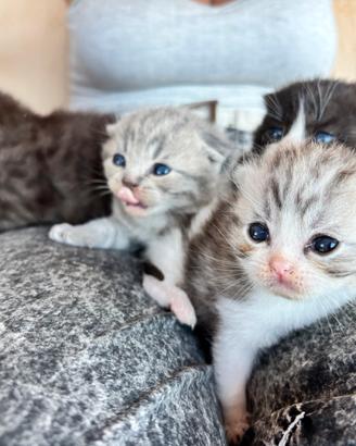 Cuccioli di Scottish fold e straight