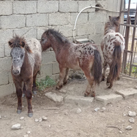 Pony falabella maschio con femmina appaloosa