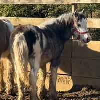 Gypsy Vanner - Irish cob