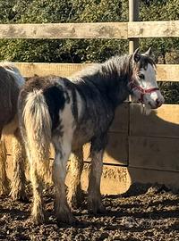 Gypsy Vanner - Irish cob