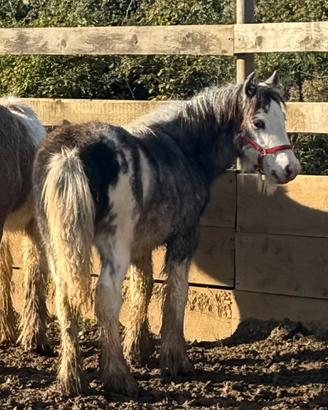 Gypsy Vanner - Irish cob