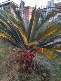 cycas revoluta