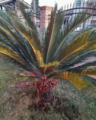 cycas revoluta