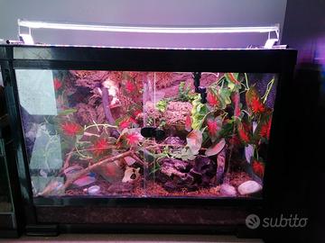 Terrario /Gechi Ciliatus