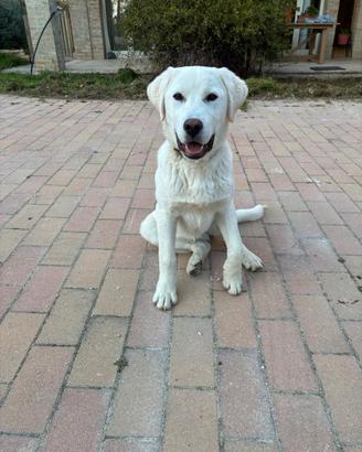 Cucciolo incrocio Pastore Abruzzese - 6 mesi - reg