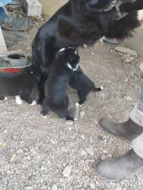 Cuccioli di Border Collie