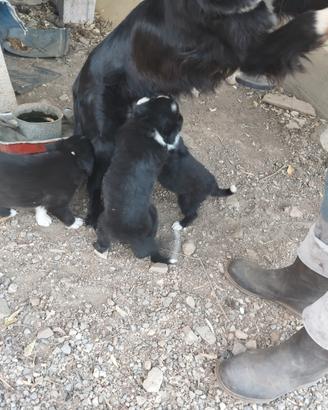Cuccioli di Border Collie