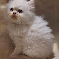Cucciolo Persiano Cream Point