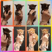 Cuccioli Maine Coon