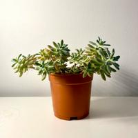 Pianta grassa Graptosedum vaso diam. 15