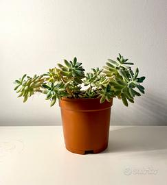 Pianta grassa Graptosedum vaso diam. 15