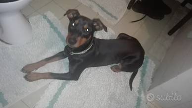 Pinscher Tedesco Maschio per monta