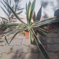 pianta di agave 