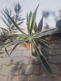 pianta di agave 