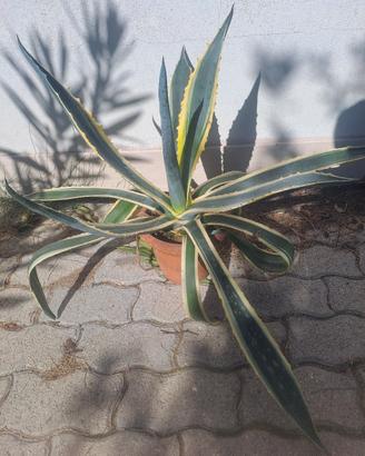 pianta di agave 