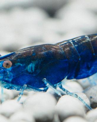 caridine caridina blu ed altro