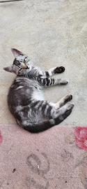 Gattino tigrato grigio