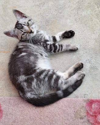 Gattino tigrato grigio