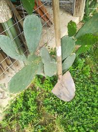 Fico d'india pala grande