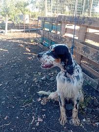 Setter inglese tricolore