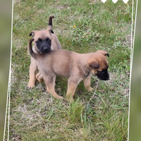 Allevamento Pastore Belga Malinois in Puglia