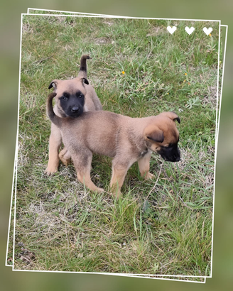 Allevamento Pastore Belga Malinois in Puglia